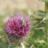 abeille1